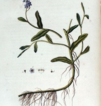 Myosotis 415px-Myosotis_scorpioides__Flora_Batava__Volume_v3.jpg
