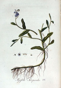 415px-Myosotis_scorpioides__Flora_Batava__Volume_v3.jpg