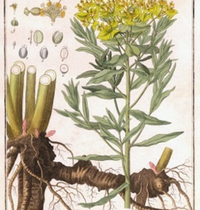 Euphorbia Euphorbia_palustris.jpg