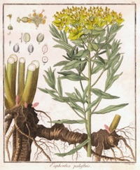 Euphorbia_palustris.jpg