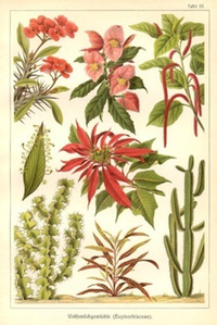 Euphorbiaceae.jpg