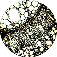 Tilia man Circle