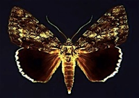 Ulalume_moth-filtered.jpg